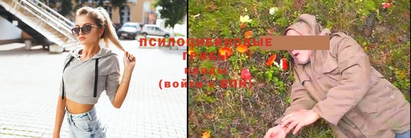 стаф Кедровый